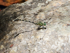 Hemigomphus comitatus