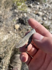 Cibolacris parviceps