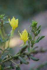 Oenothera clelandii