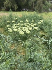 Ammi majus