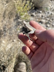 Cibolacris parviceps