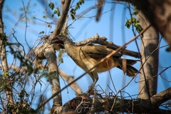 Ortalis poliocephala