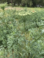 Ammi majus