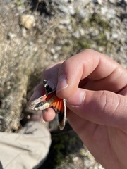 Cibolacris parviceps