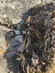 Agrostis mertensii