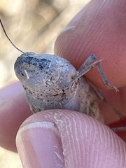 Cibolacris parviceps