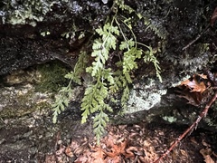 Asplenium montanum