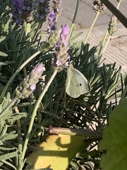 Pieris rapae rapae