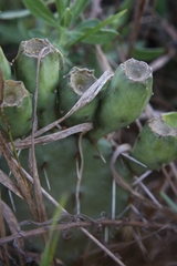 Opuntia macrorhiza