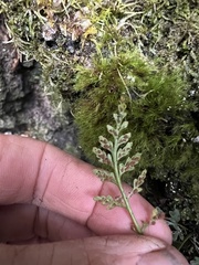 Asplenium montanum