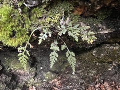 Asplenium montanum