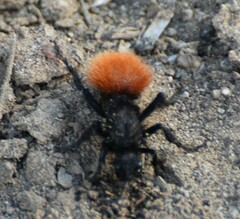 Dasymutilla magnifica