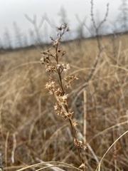 Solidago uliginosa