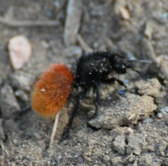 Dasymutilla magnifica