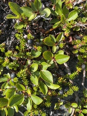 Salix arctophila