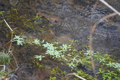 Callitriche palustris