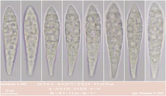 Dothideomycetes