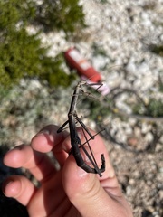 Megaphasma denticrus