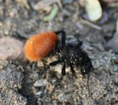 Dasymutilla magnifica