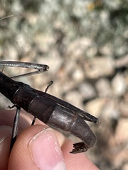 Megaphasma denticrus