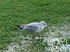 Larus argentatus smithsonianus