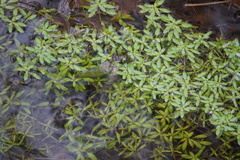 Callitriche palustris