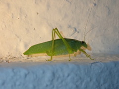 Chloroscirtus forcipatus