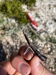 Megaphasma denticrus