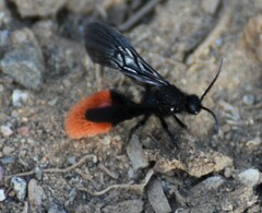 Dasymutilla magnifica