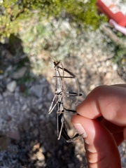 Megaphasma denticrus