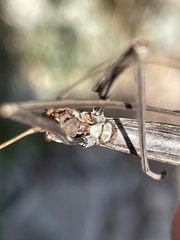 Megaphasma denticrus