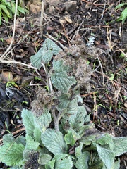 Phacelia nemoralis