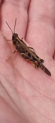 Pycnostictus seriatus
