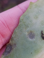 Dothideomycetes
