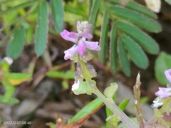Polygala polygama