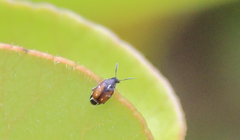 Lithraeus elegans