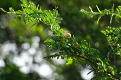 Vachellia tortuosa