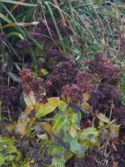 Dothideomycetes