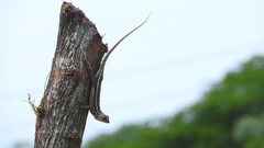 Sceloporus albiventris