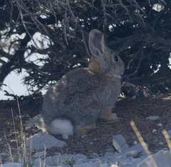 Sylvilagus nuttallii