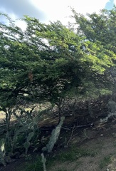 Vachellia tortuosa