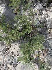 Senegalia berlandieri