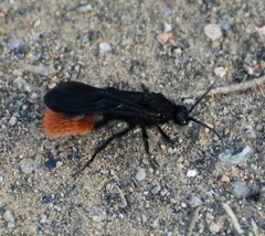 Dasymutilla magnifica