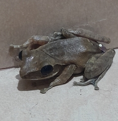 Polypedates leucomystax