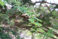 Vachellia tortuosa