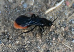 Dasymutilla magnifica