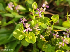 Polygala polygama