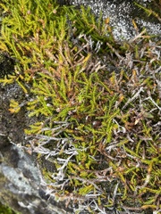 Harrimanella hypnoides