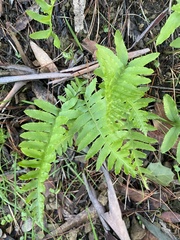 Polypodium californicum