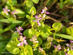 Polygala polygama